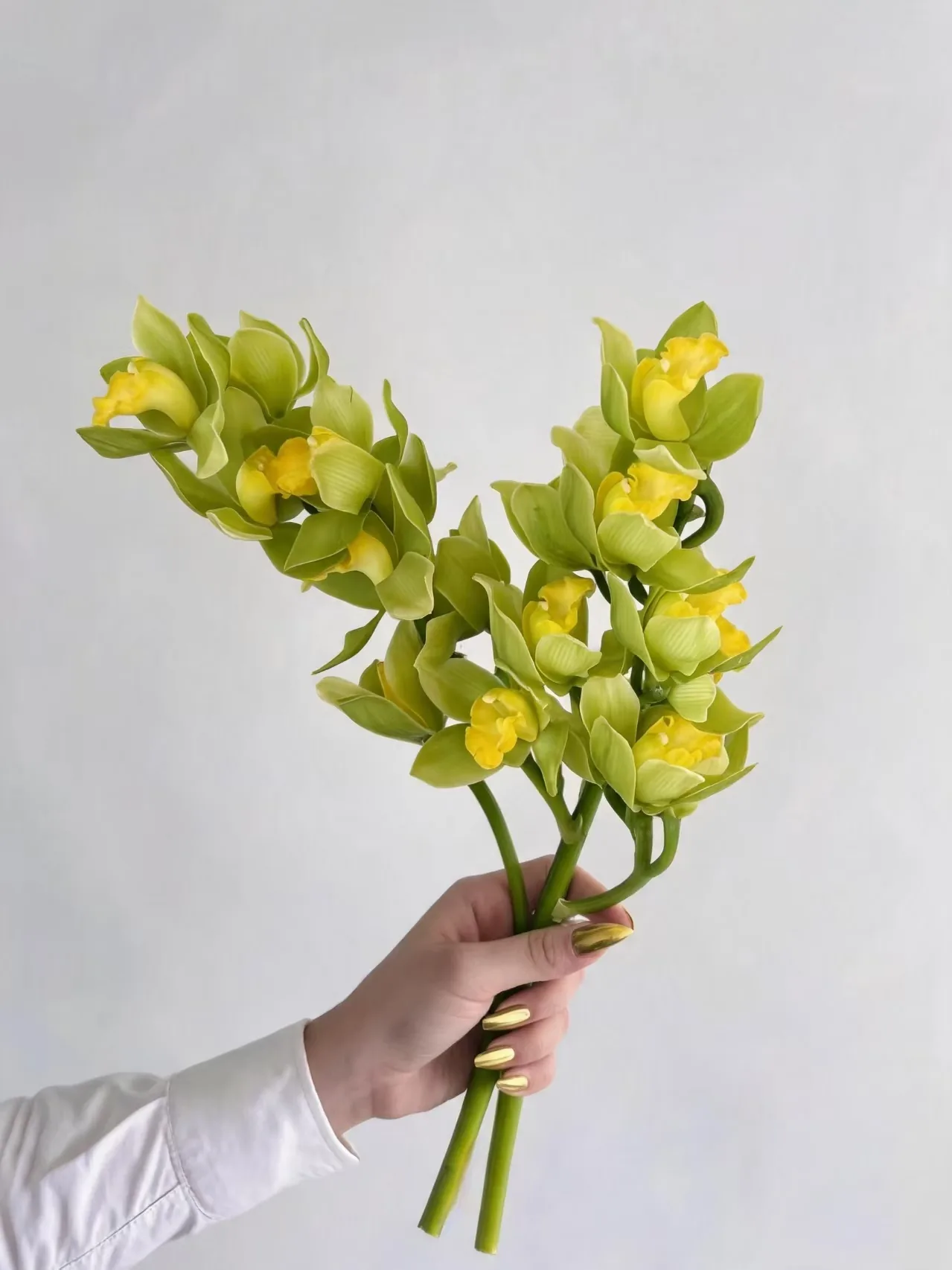 大花惠兰 · 大花蕙兰·黄色